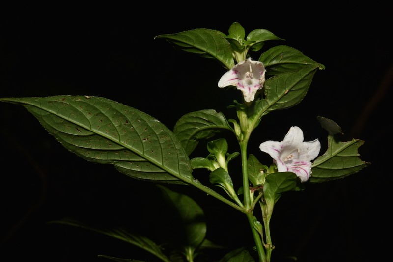 Acanthopale madagascariensis