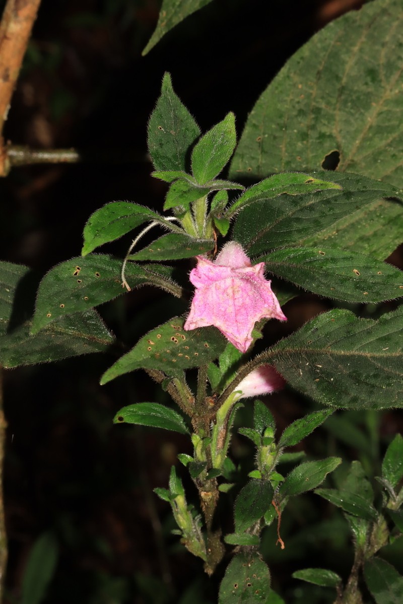 Acanthopale madagascariensis photo 2