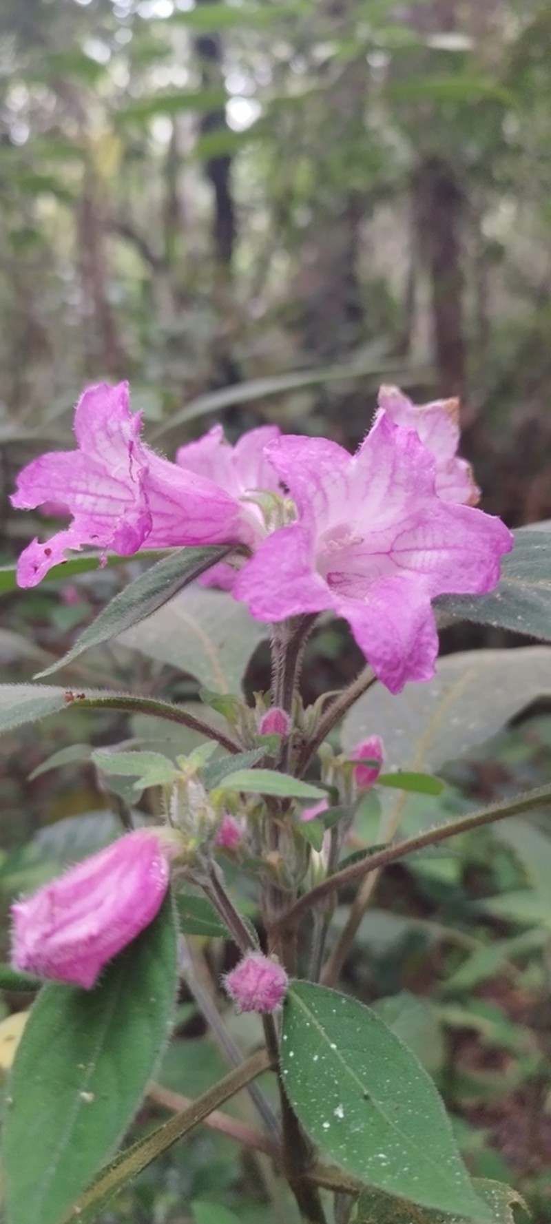 Acanthopale madagascariensis photo 3