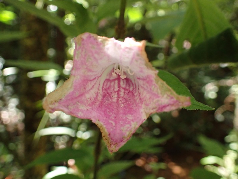 Acanthopale madagascariensis photo 4