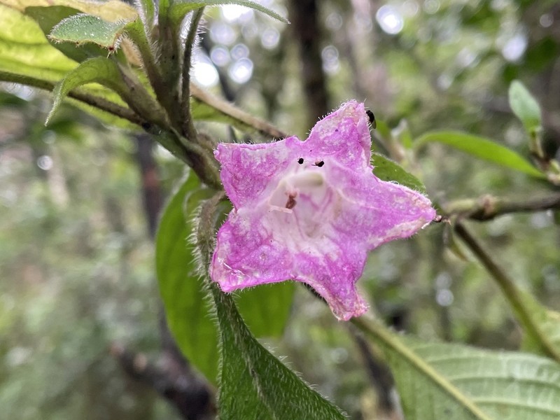 Acanthopale madagascariensis photo 5
