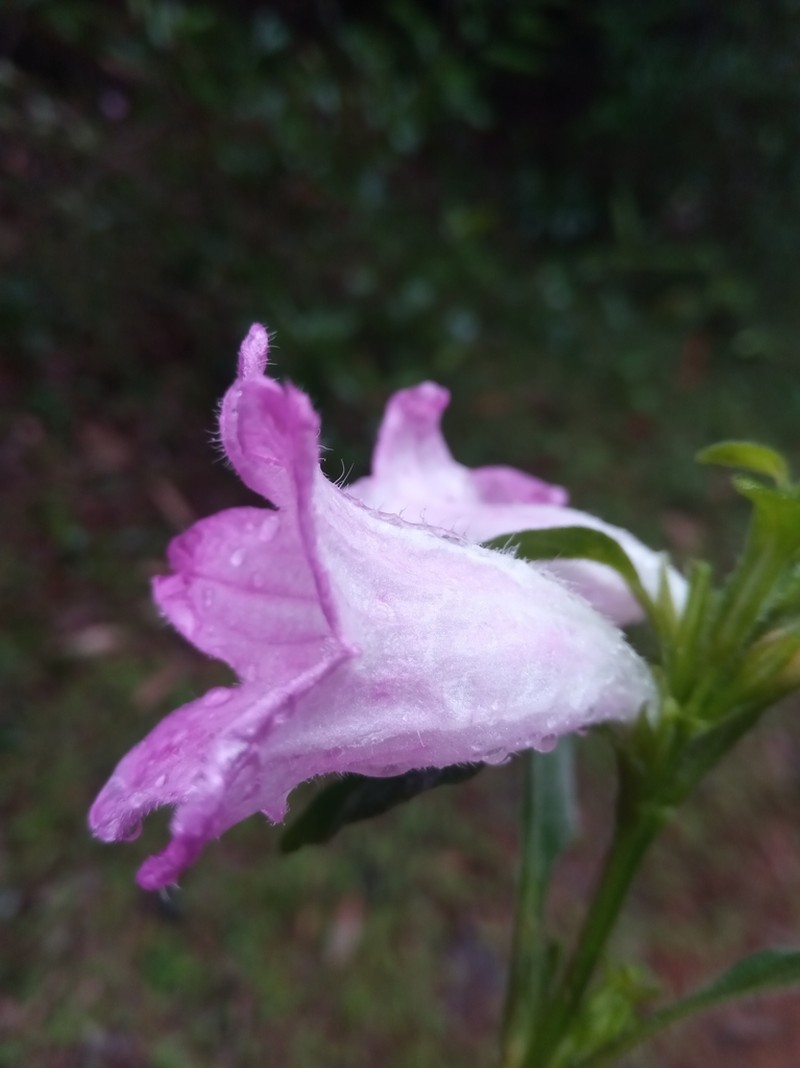 Acanthopale madagascariensis photo 6