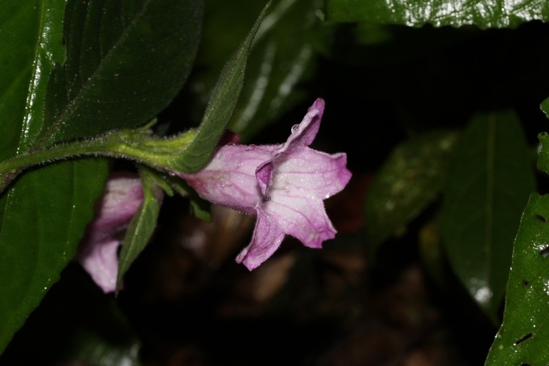 Acanthopale madagascariensis photo 7