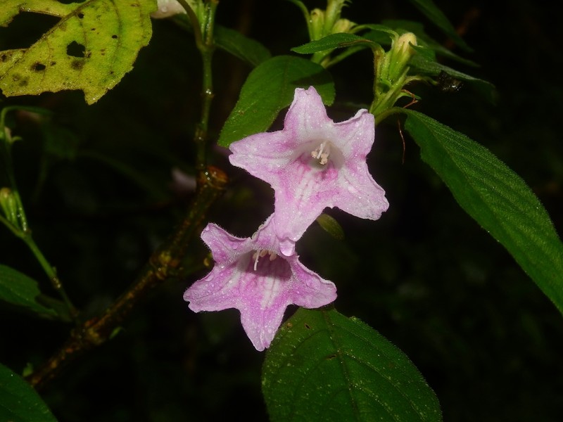Acanthopale madagascariensis photo 8