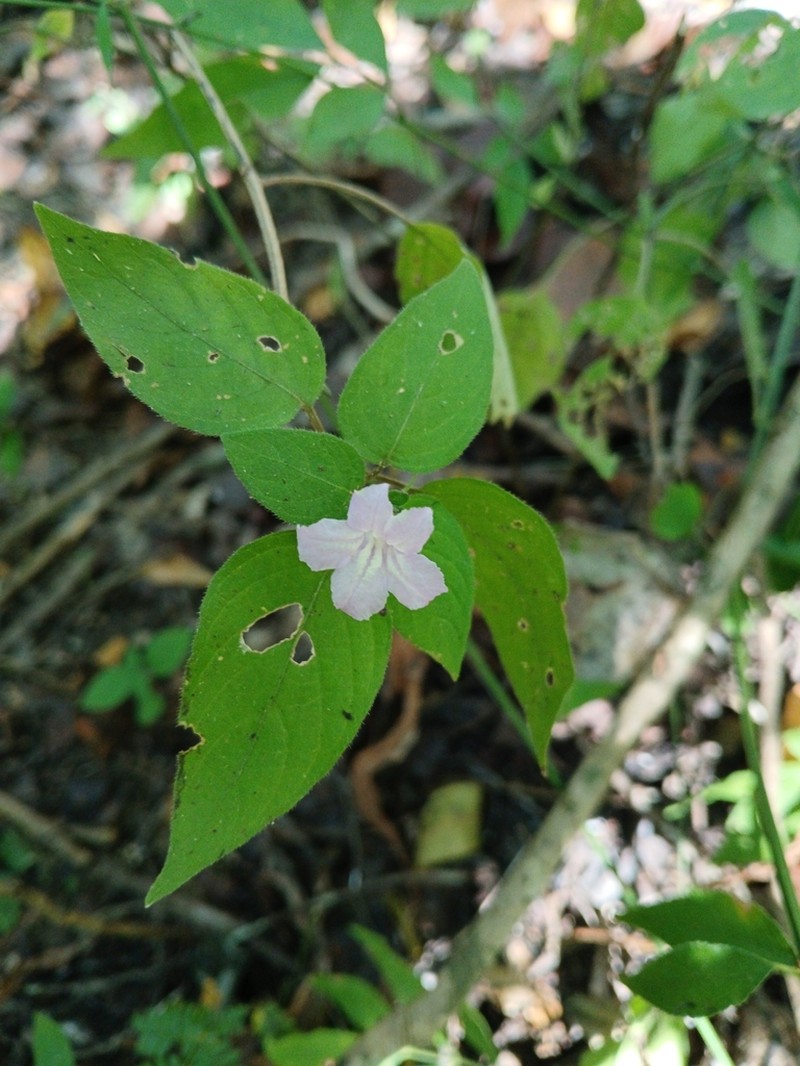 Acanthopale perrieri photo 3