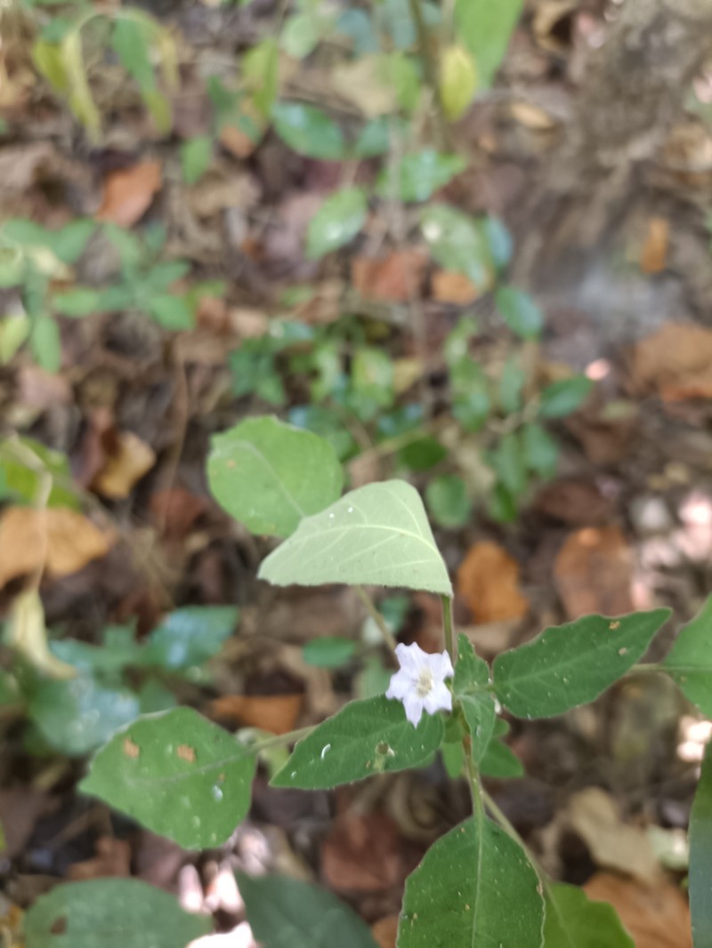 Acanthopale perrieri photo 2