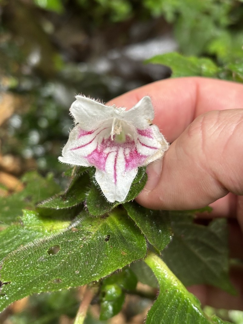 Acanthopale pubescens