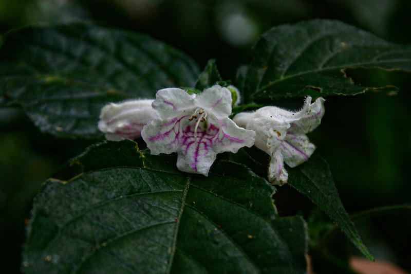 Acanthopale pubescens photo 2