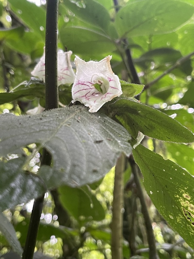 Acanthopale pubescens photo 4