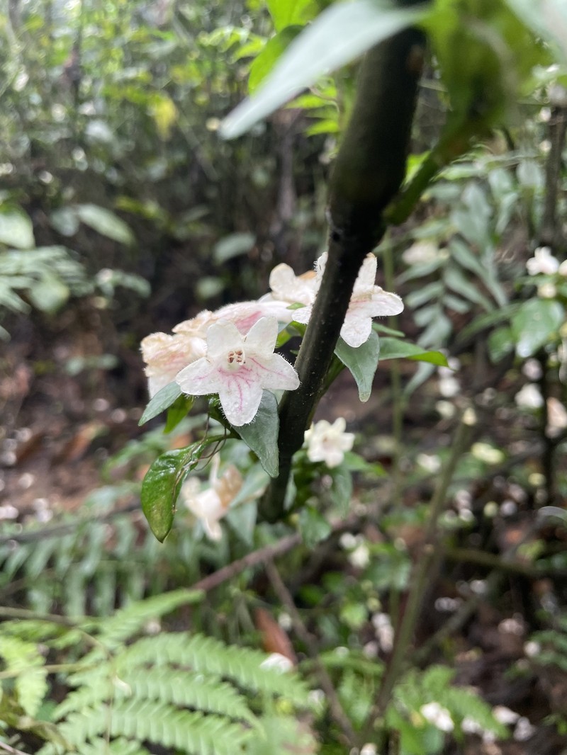 Acanthopale pubescens photo 5