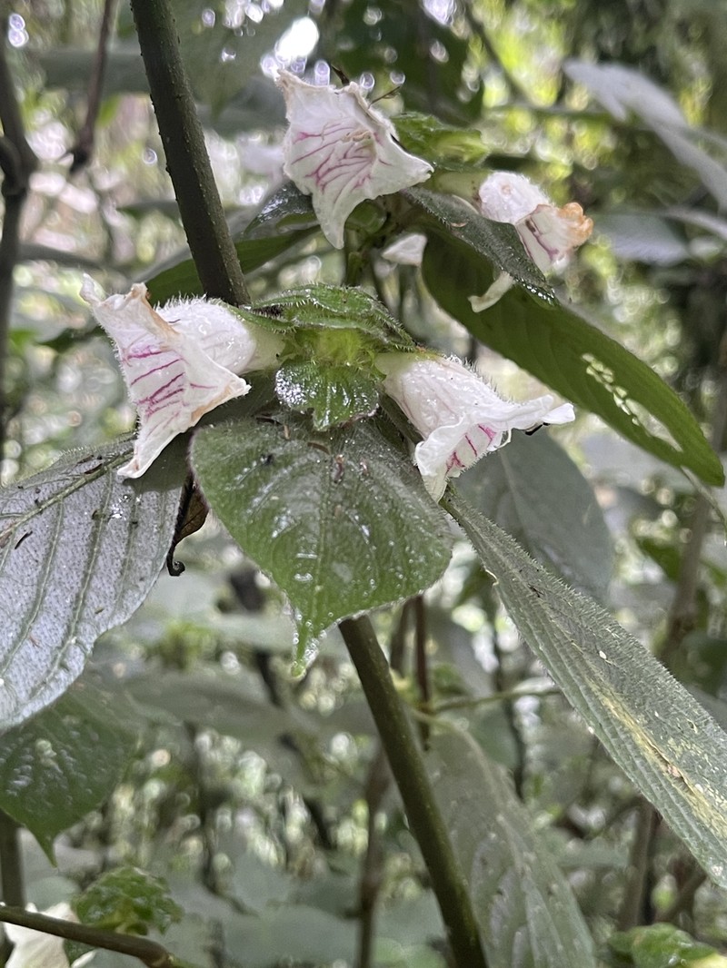 Acanthopale pubescens photo 6