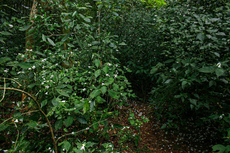 Acanthopale pubescens photo 7