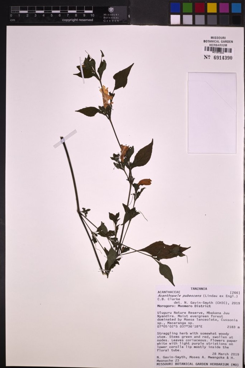 Acanthopale pubescens photo 8
