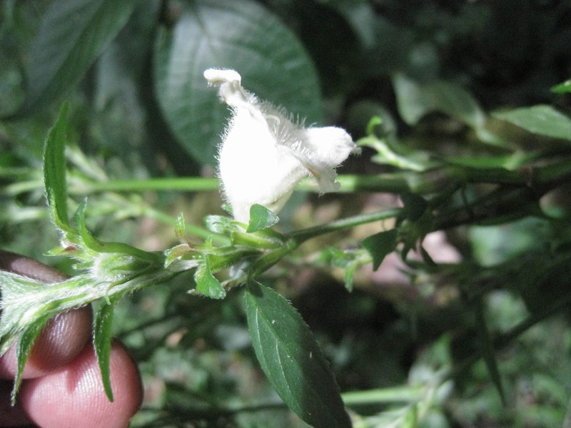 Acanthopale ramiflora