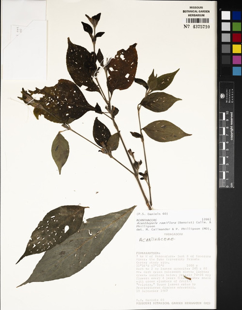 Acanthopale ramiflora photo 2