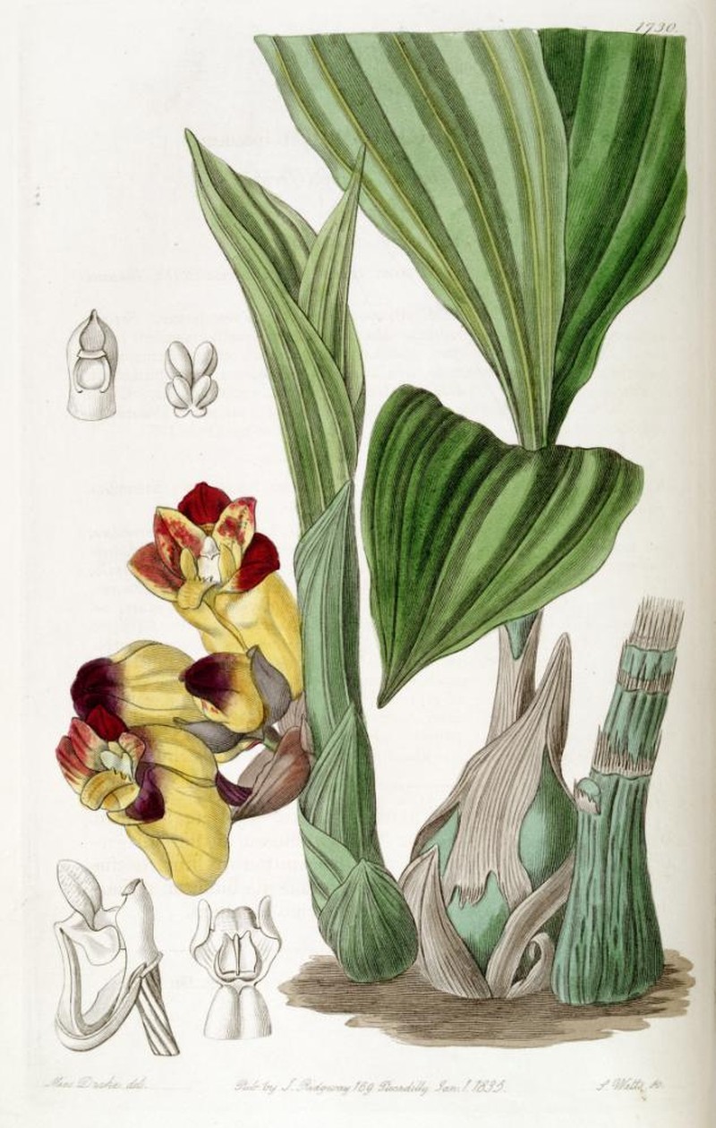 Acanthophippium bicolor