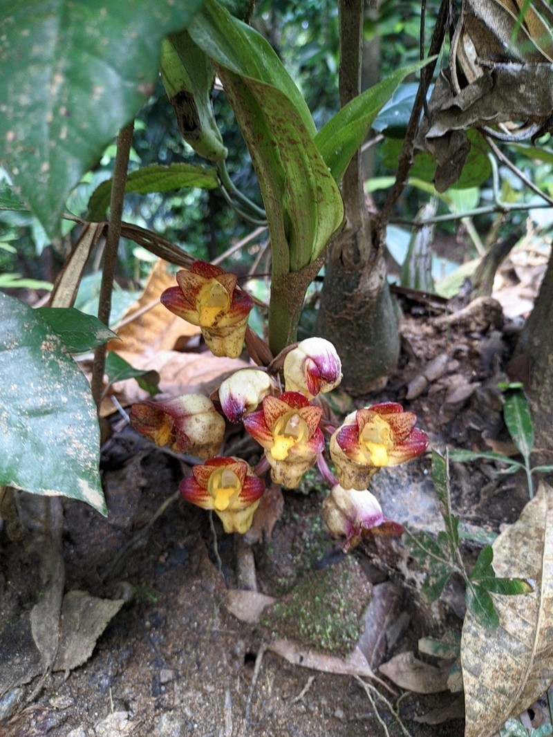 Acanthophippium bicolor photo 2