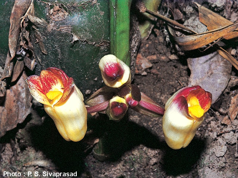 Acanthophippium bicolor photo 3