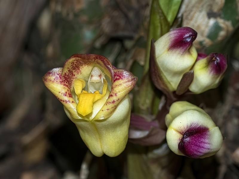Acanthophippium bicolor photo 5