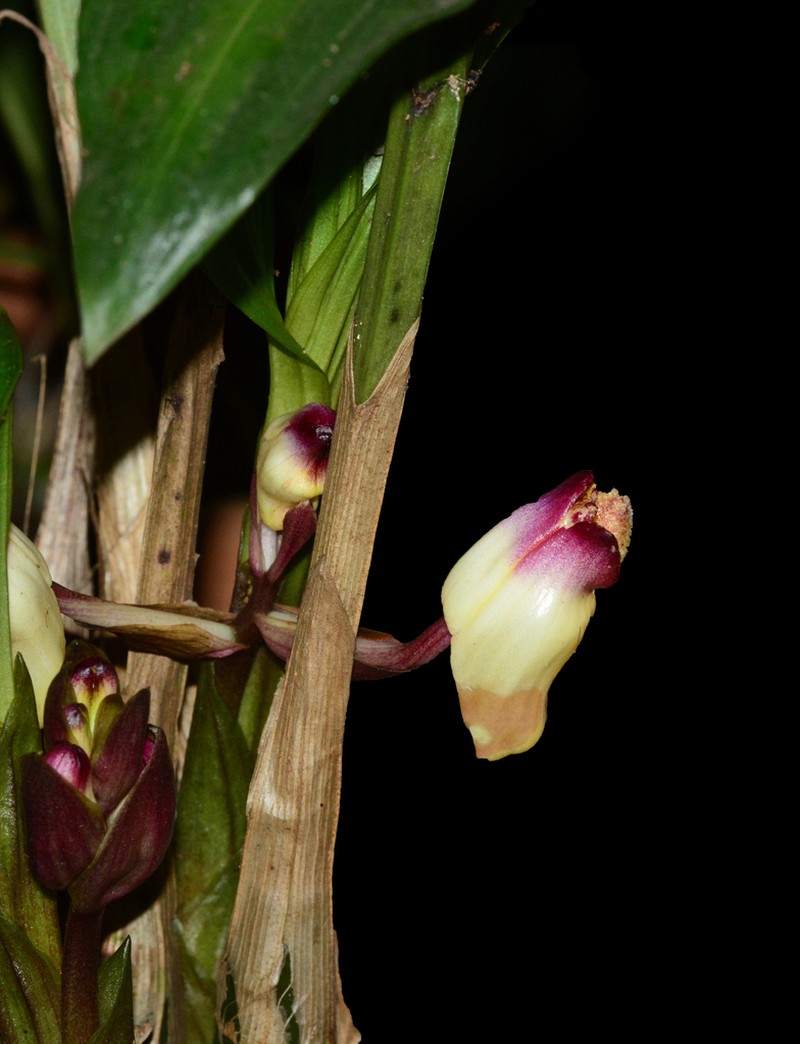 Acanthophippium bicolor photo 6