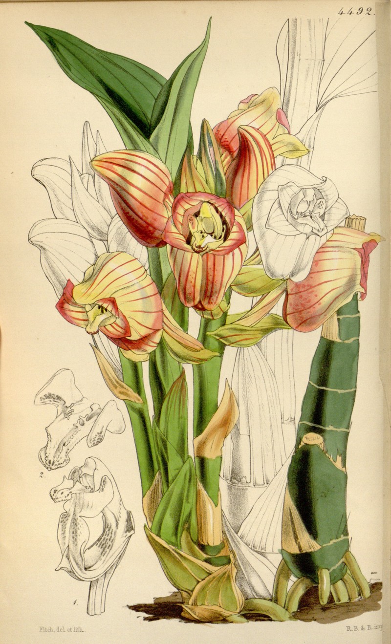Acanthophippium javanicum