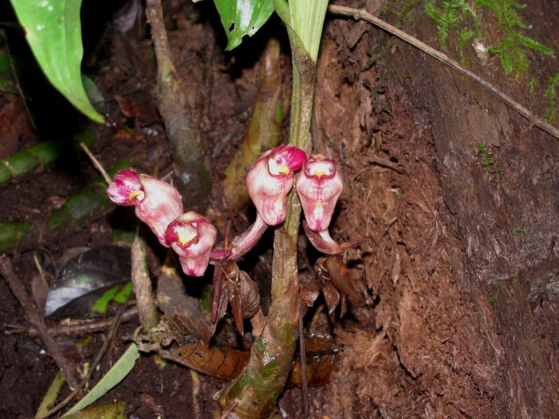 Acanthophippium javanicum photo 2