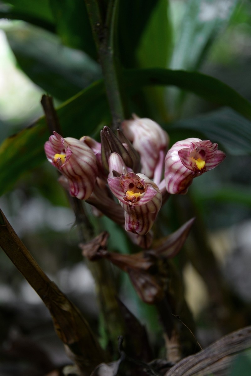 Acanthophippium javanicum photo 3