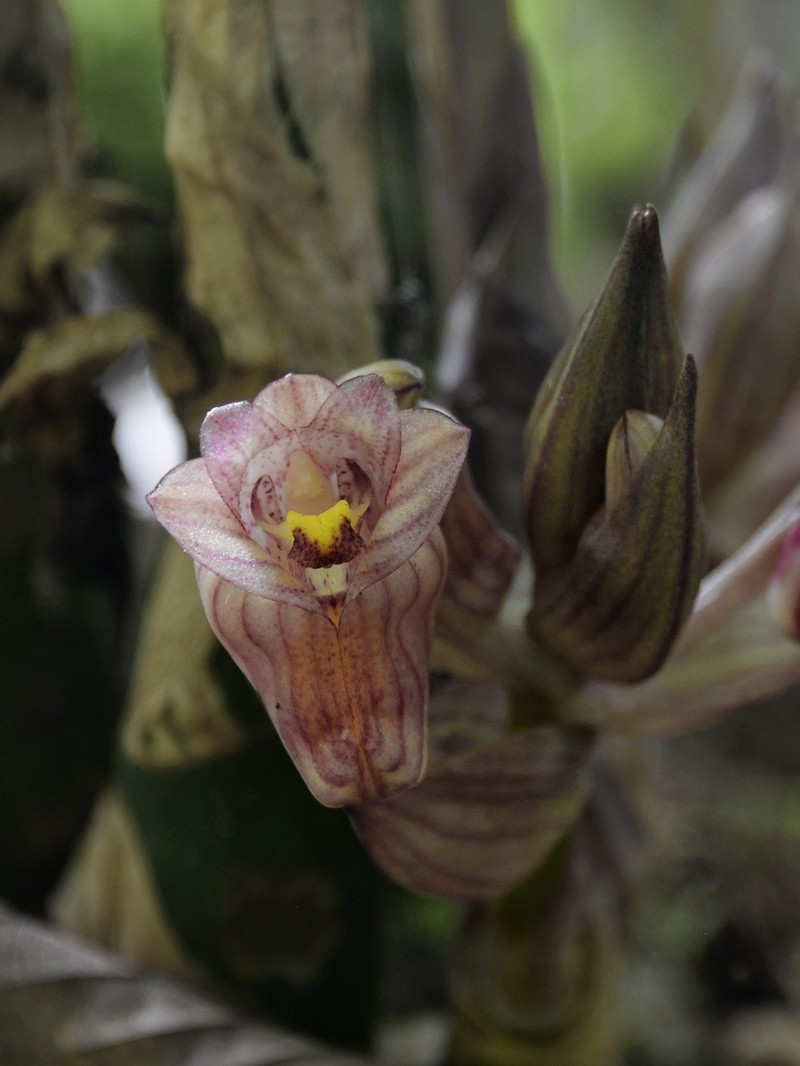 Acanthophippium javanicum photo 4