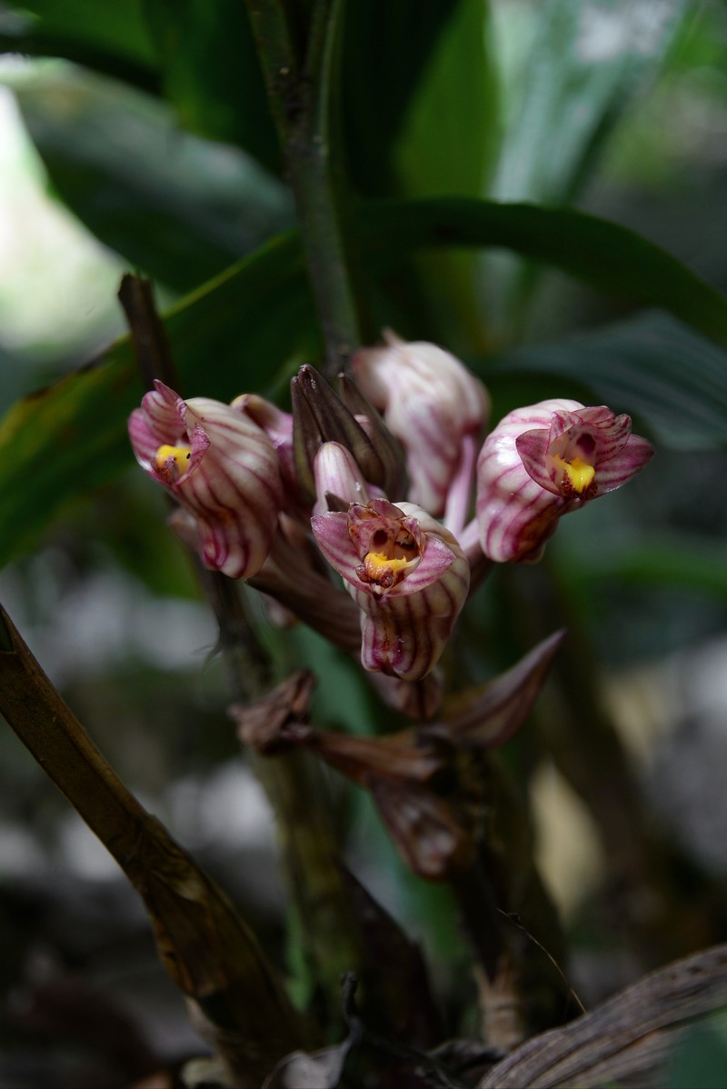 Acanthophippium javanicum photo 5