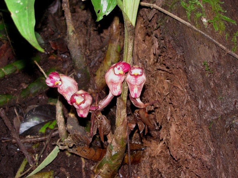 Acanthophippium javanicum photo 7