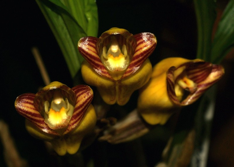 Acanthophippium mantinianum