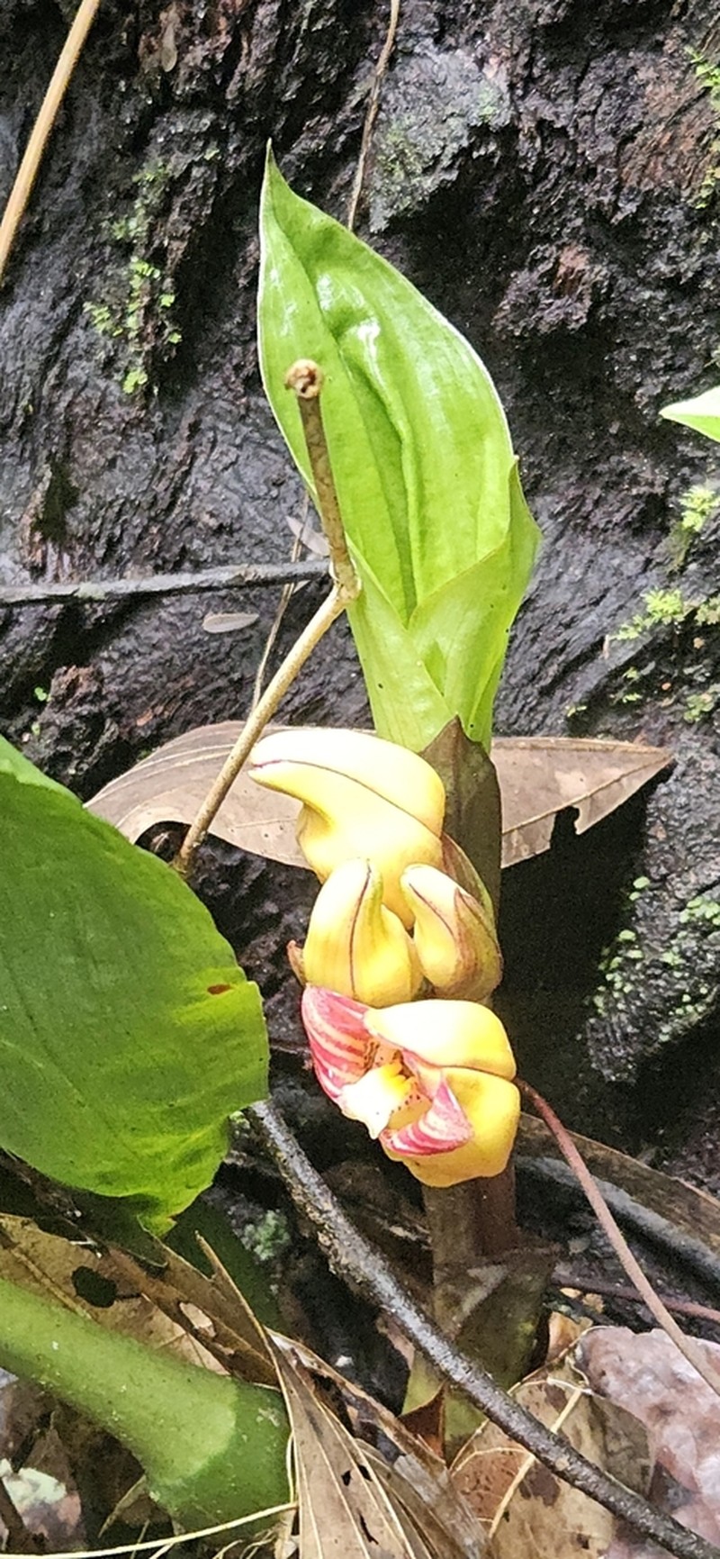 Acanthophippium mantinianum photo 2