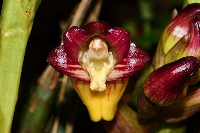 Acanthophippium pictum