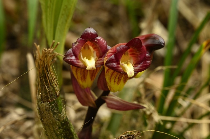Acanthophippium pictum photo 2