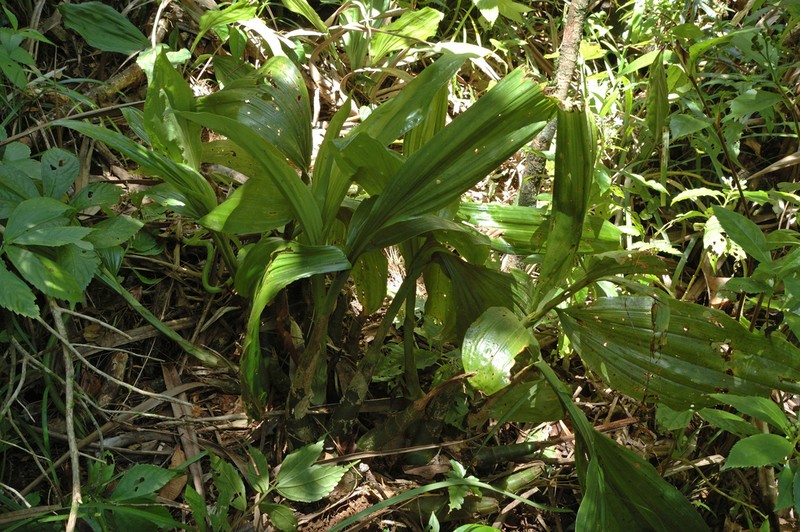 Acanthophippium pictum photo 3