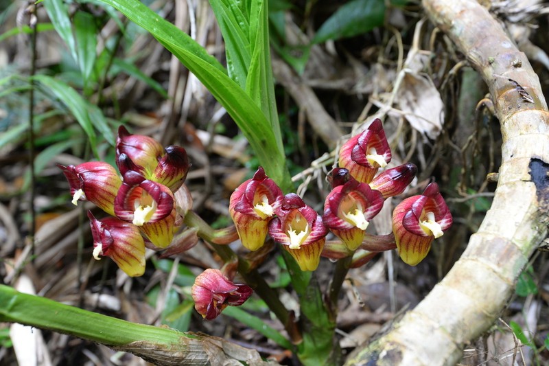 Acanthophippium pictum photo 4