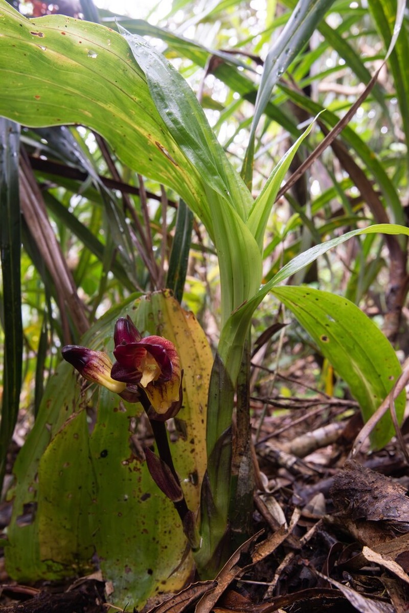 Acanthophippium pictum photo 5