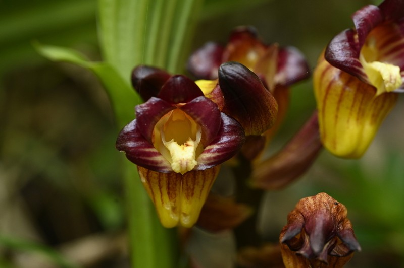 Acanthophippium pictum photo 6