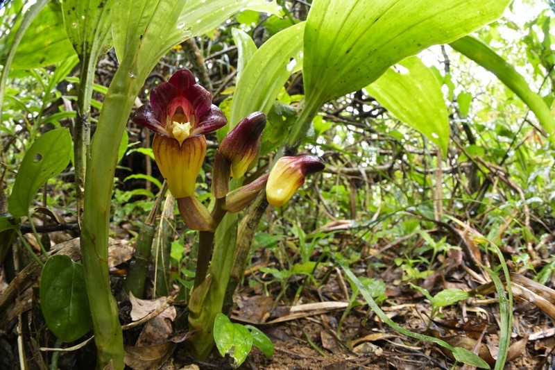 Acanthophippium pictum photo 7