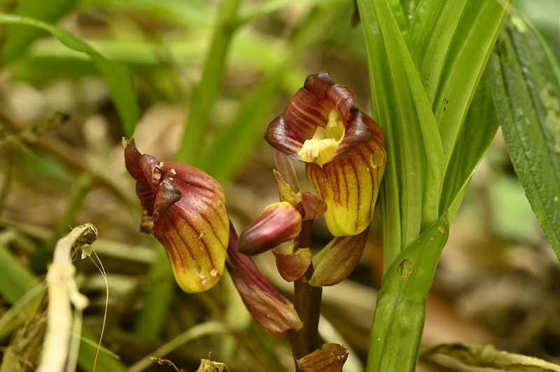 Acanthophippium pictum photo 8