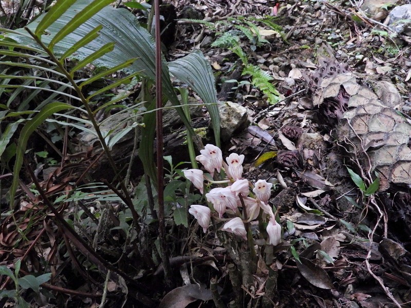 Acanthophippium sinense photo 7