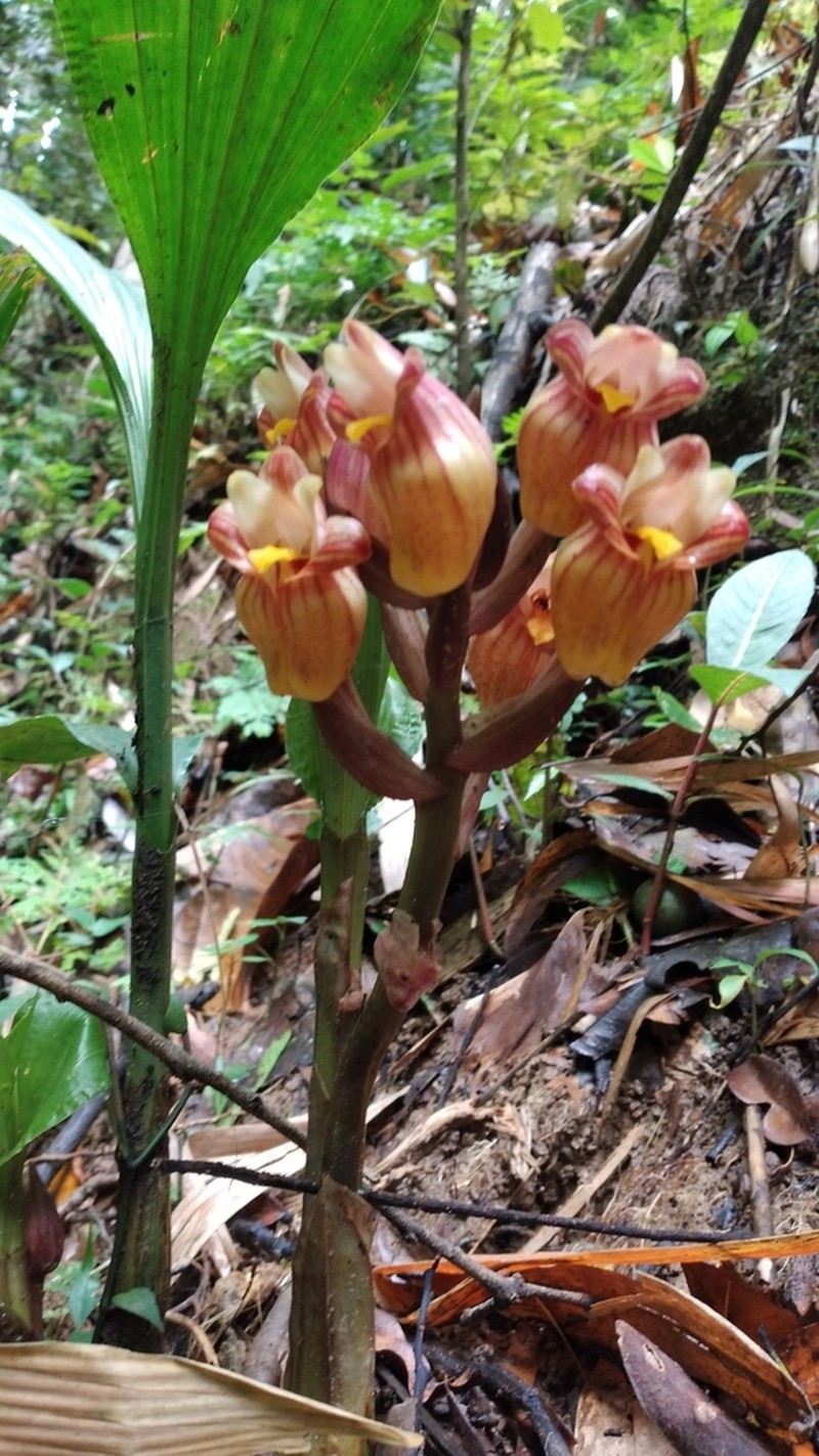 Acanthophippium splendidum