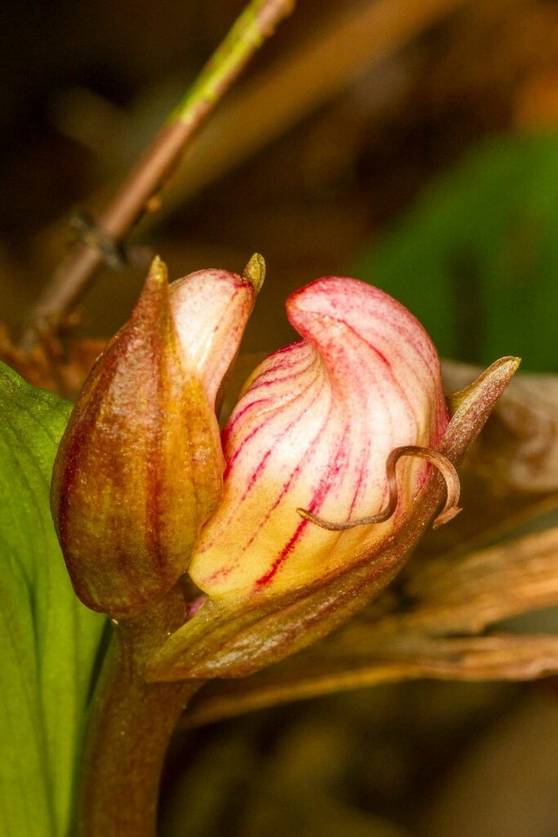 Acanthophippium splendidum photo 2