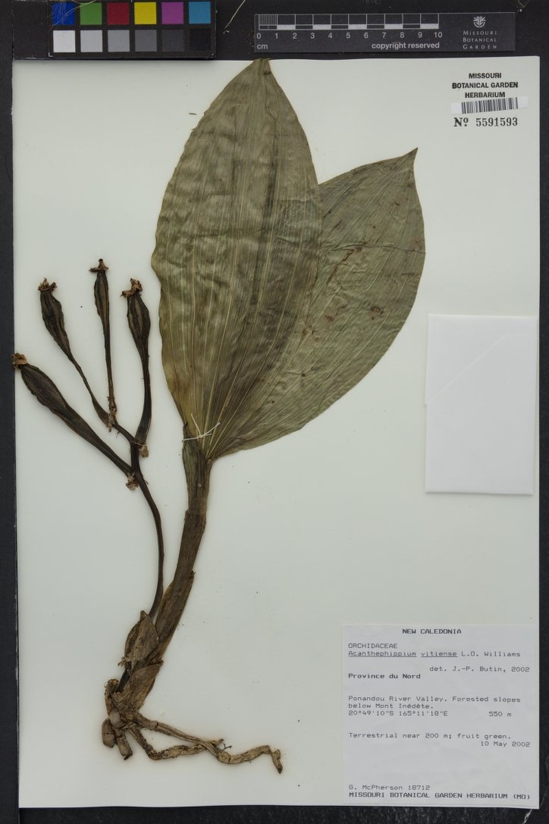 Acanthophippium splendidum photo 8
