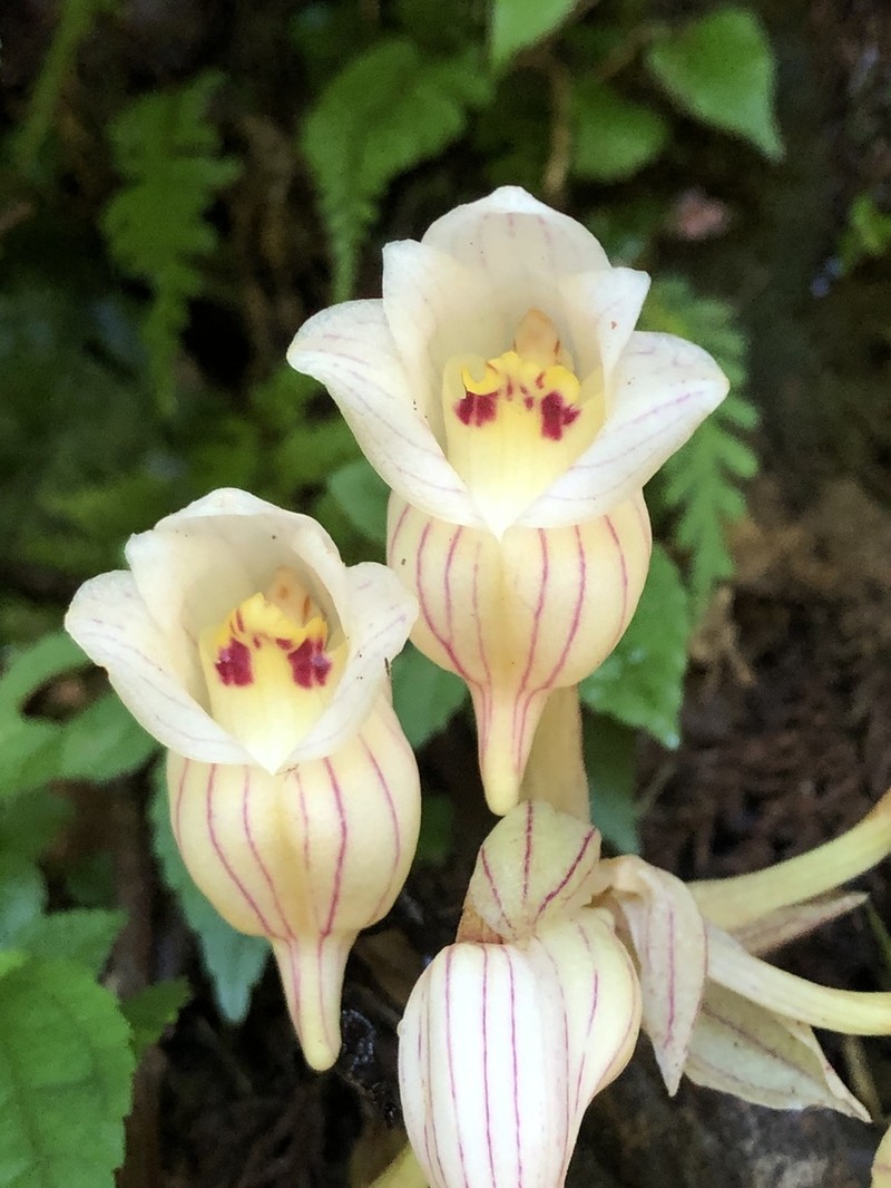 Acanthophippium striatum