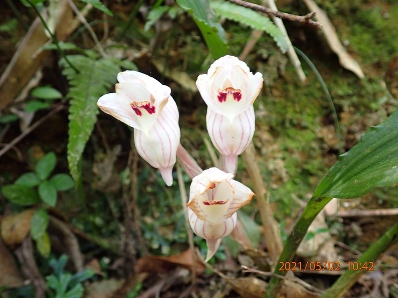Acanthophippium striatum photo 2