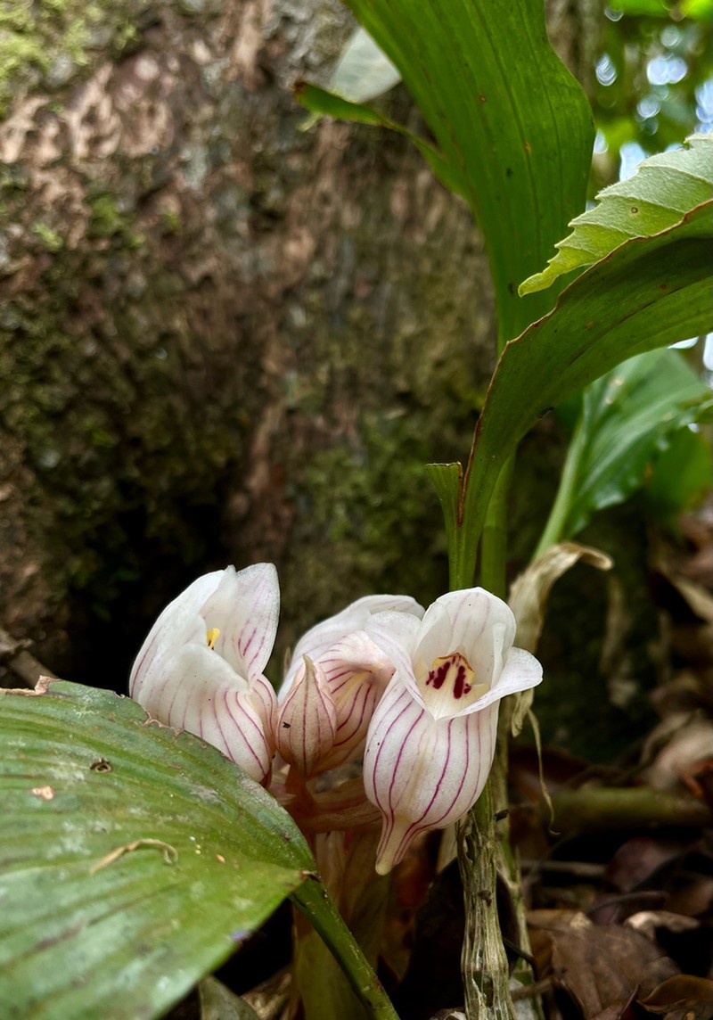 Acanthophippium striatum photo 4