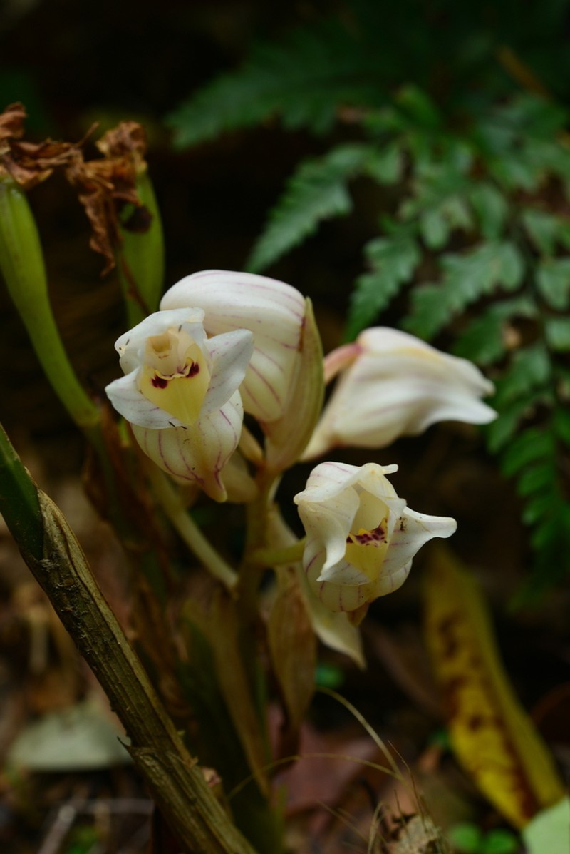 Acanthophippium striatum photo 6