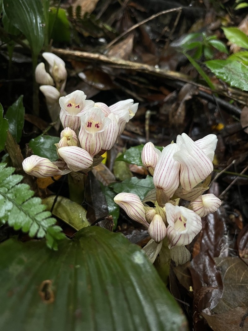 Acanthophippium striatum photo 8