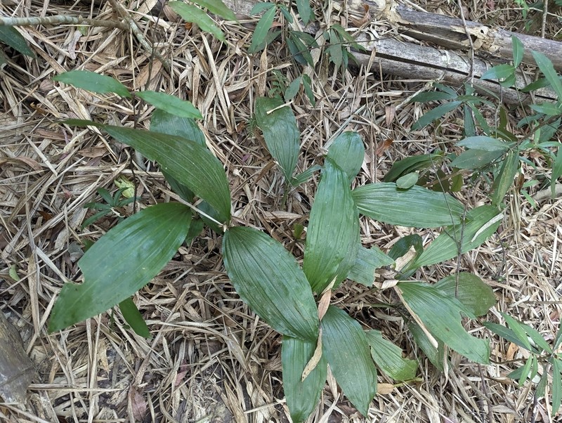 Acanthophippium sylhetense